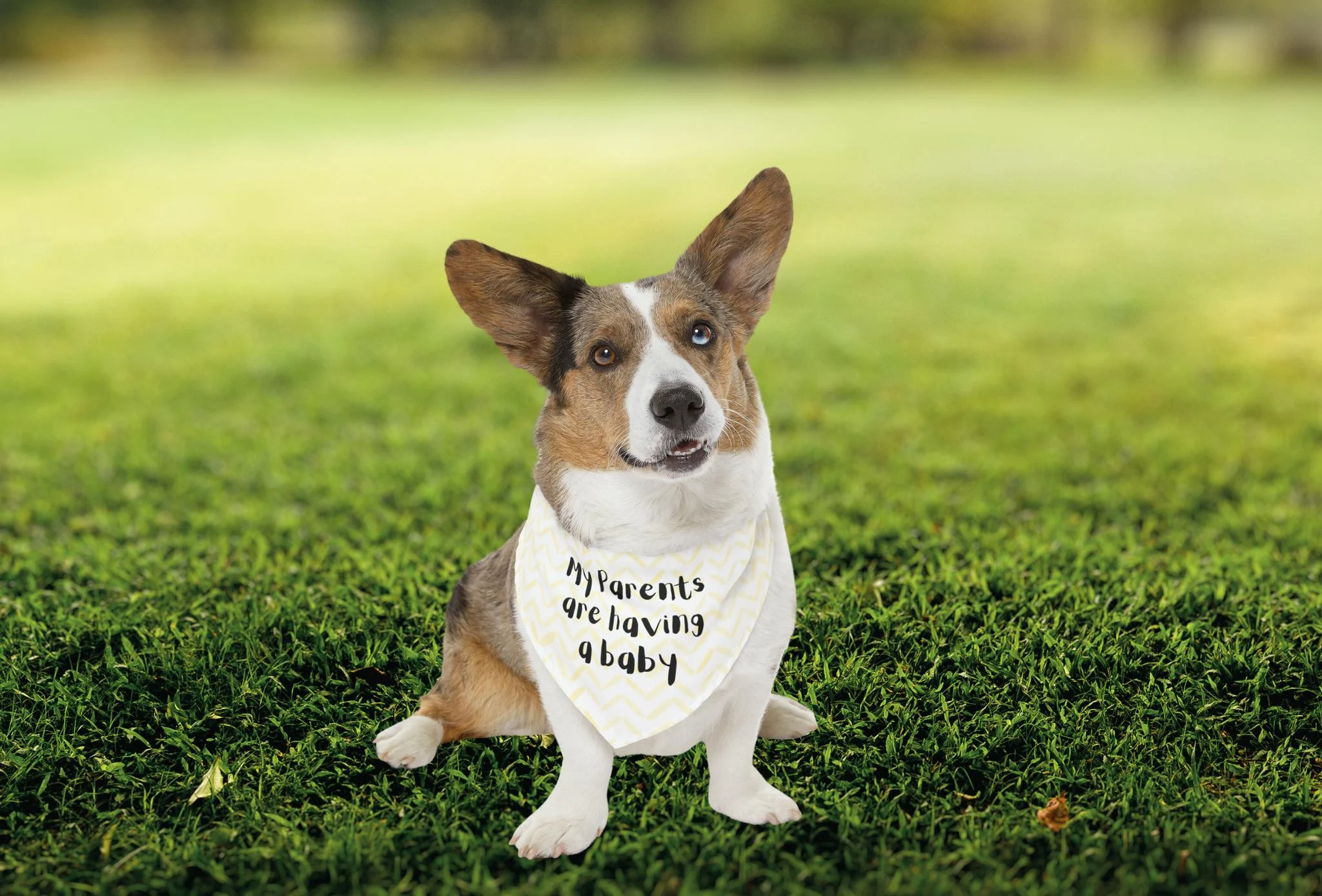cute dog pregnancy announcement bandana for collar
